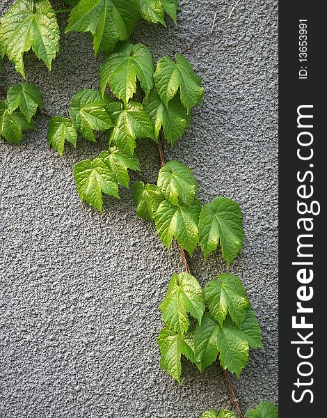 New growing out leave of Parthenocissus tricuspidata on the wall of street park of Beijing city in China in spring