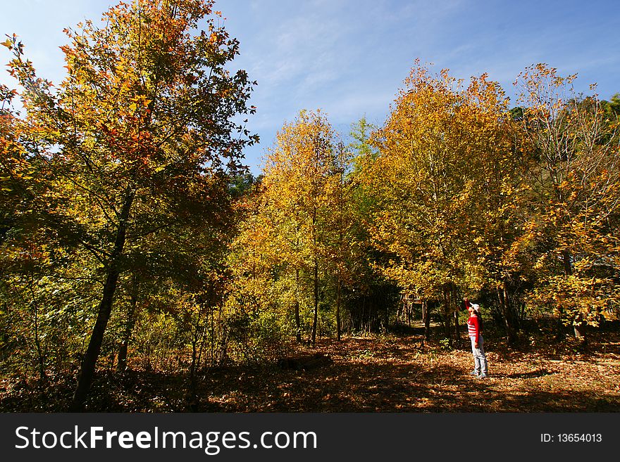 Maple Tree