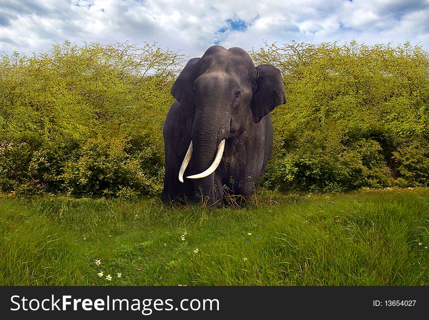 On the photo:Big elephant in a jungle