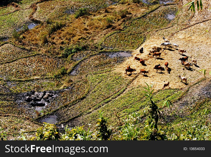 Group of buffaloes and cows. Group of buffaloes and cows