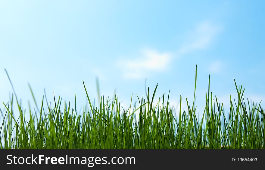 Closeup fresh grass on a background of the sky with clouds. Closeup fresh grass on a background of the sky with clouds