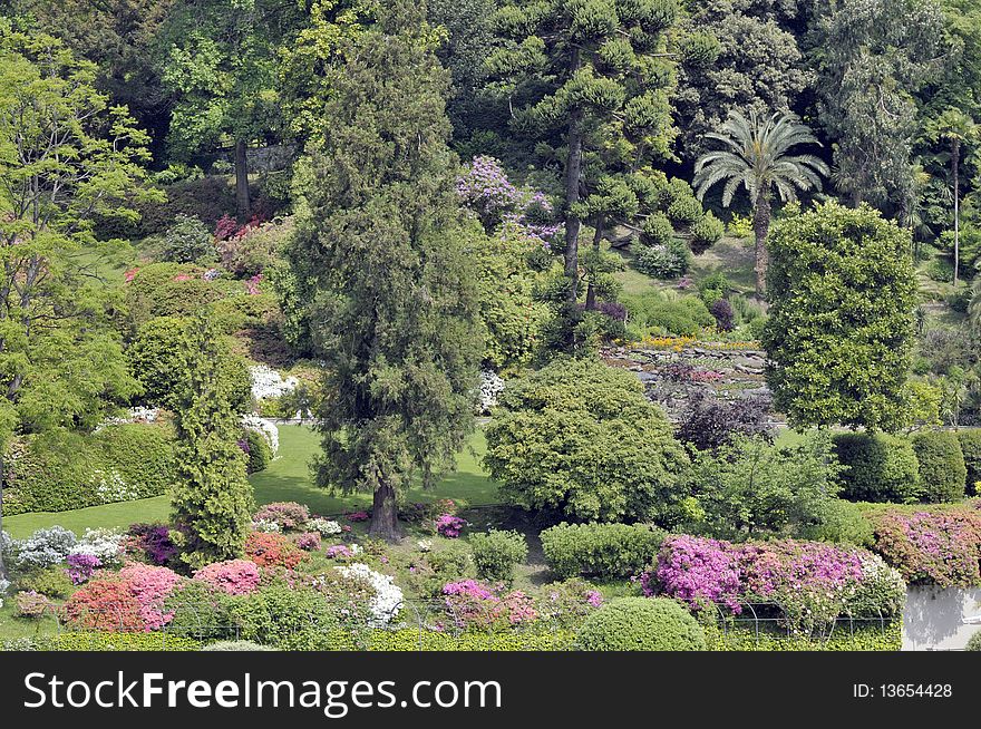 Azaleas and rhododendrons above the shores of Lake Como. Azaleas and rhododendrons above the shores of Lake Como