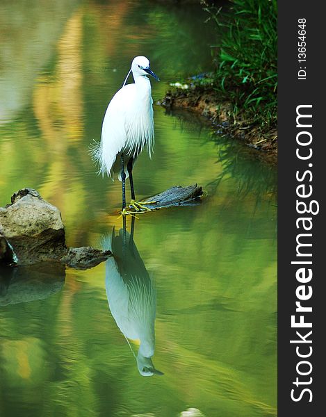 Lake of the egrets, Reflection