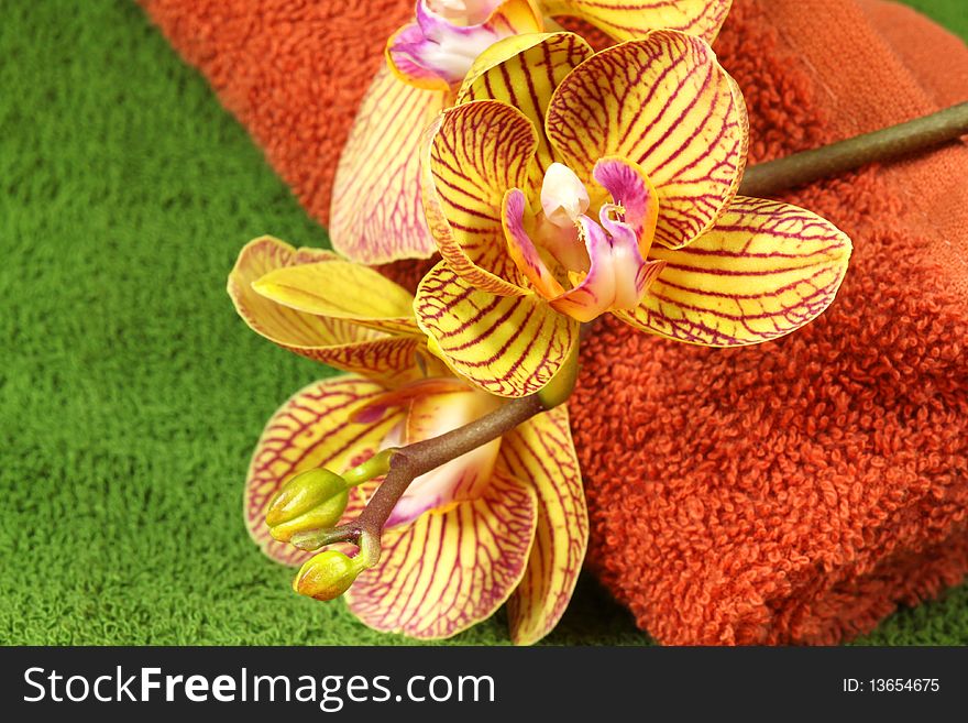 Orchid and towels