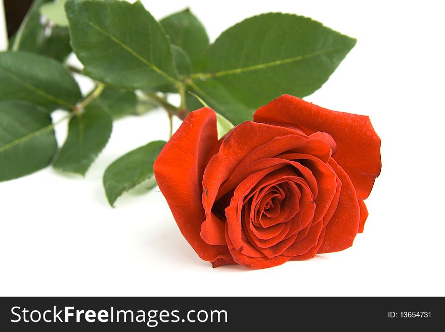One red rose on a white background