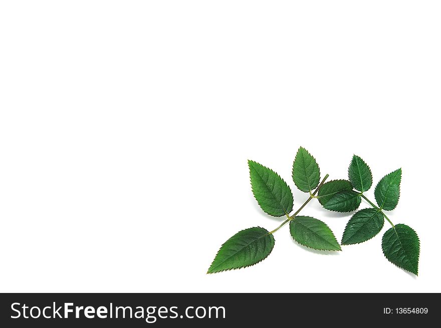 Roses leaves isolated on a white background