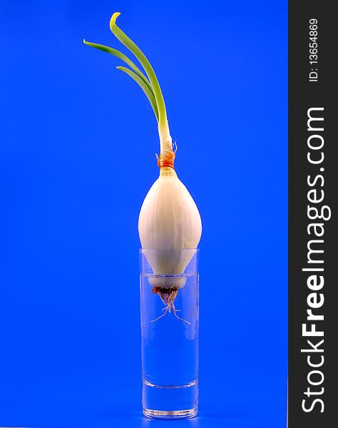 The white bulb onions is rooted in a glass of water, isolated in front of blue background. The white bulb onions is rooted in a glass of water, isolated in front of blue background