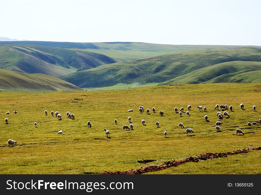 The vast grasslands of white sheep. The vast grasslands of white sheep