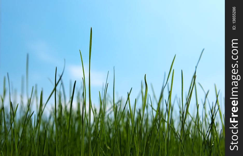 Closeup fresh grass on a background of the sky with clouds. Closeup fresh grass on a background of the sky with clouds