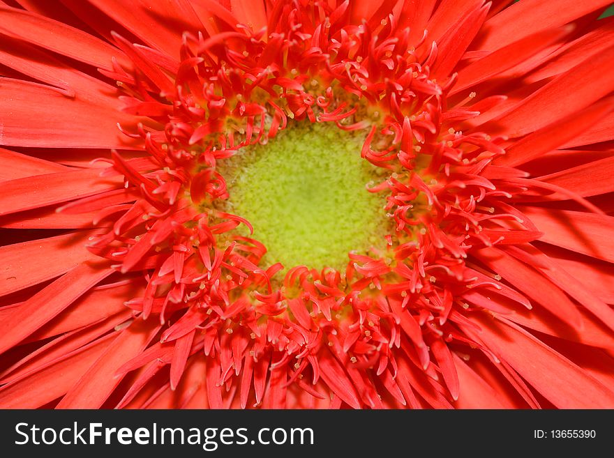 Close up shot of red daisy flower