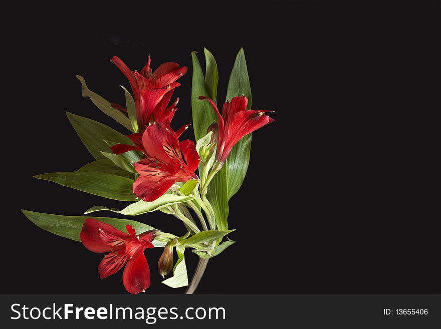 Red Alstroemeria isolated on black Background