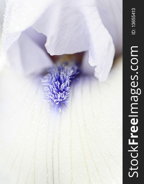 Extreme close up shot white and purple flower details. Extreme close up shot white and purple flower details