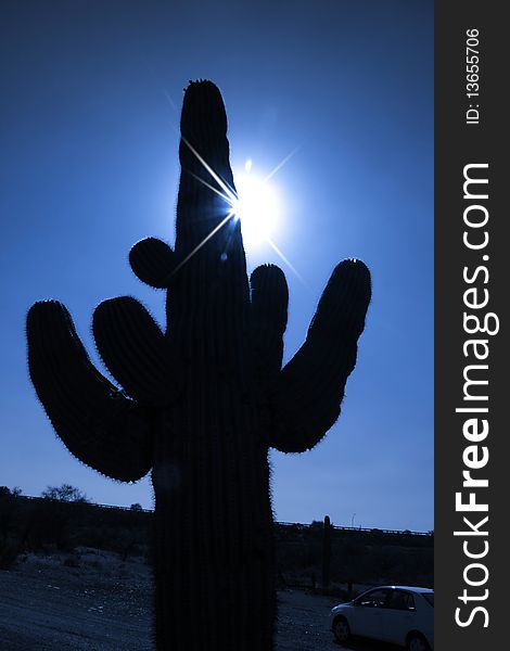 Huge cactus plant and sun rays piercing