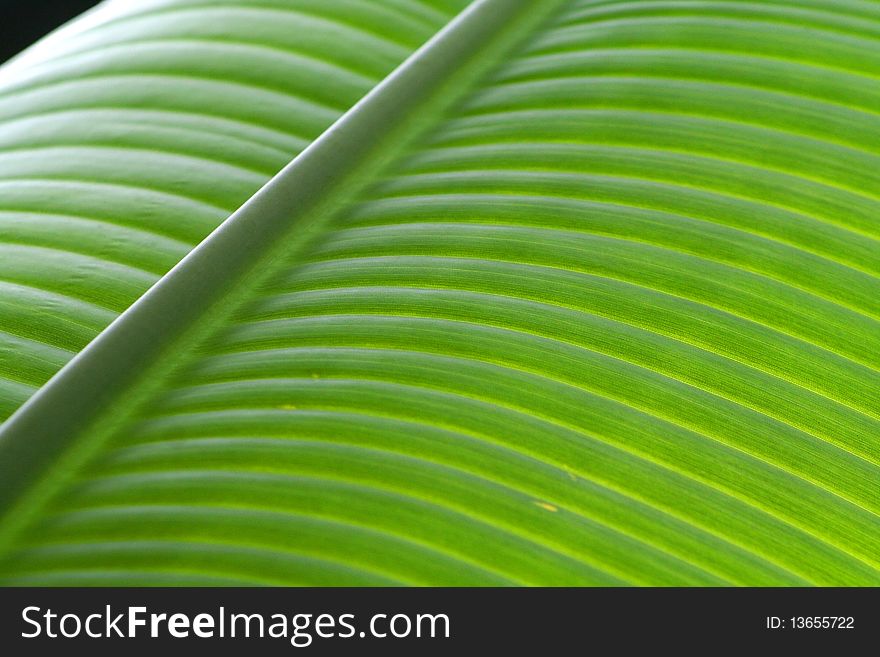 Bright banana leaf close up shot good for background use