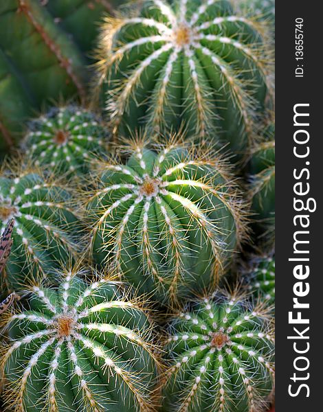 Small desert cactus plants close up shot