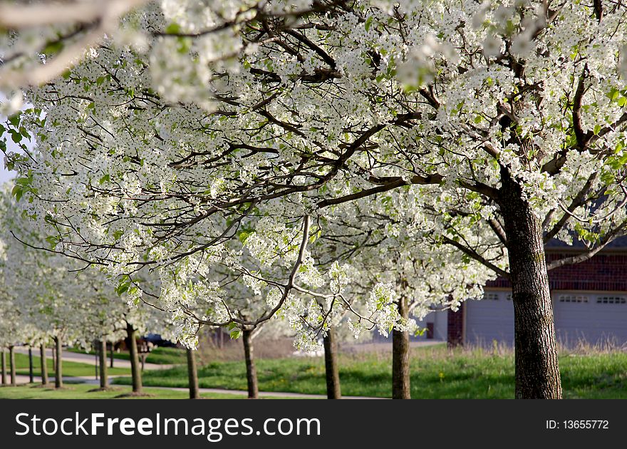 Beautiful blooming trees in the spring time