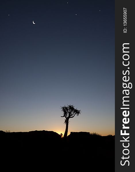 Quiver tree in Namibia Africa at sunset with moon and stars