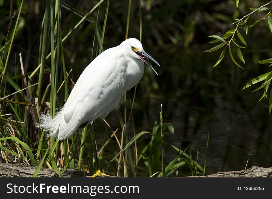 Snowy Egret (egretta thula)