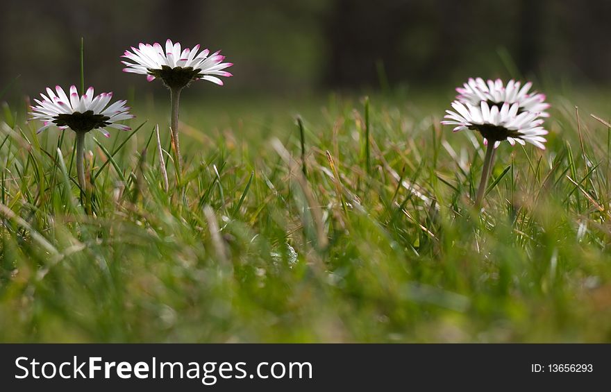 Four common daisies in field. Four common daisies in field