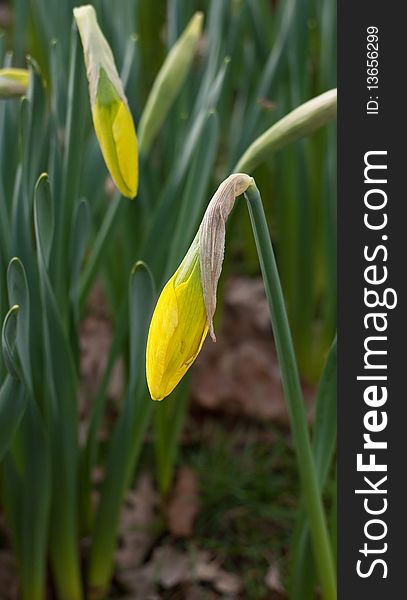 Some buds of the yellow daffodil. Some buds of the yellow daffodil