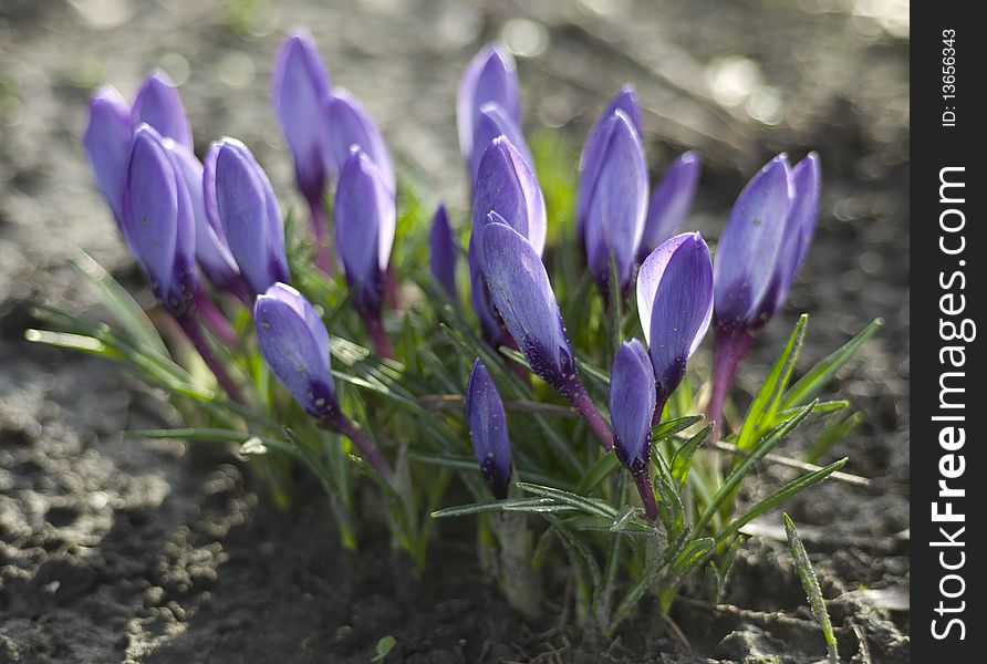 Some blue crocus flowers in early spring