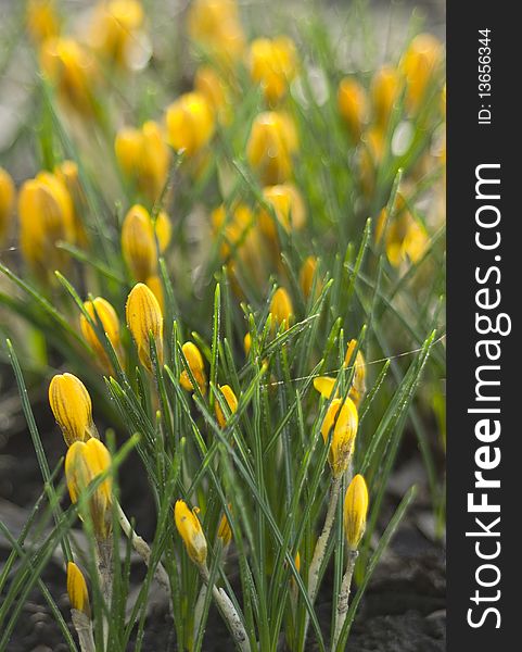 Yellow Crocus in early spring