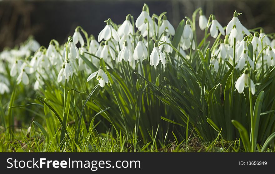 Field with white common snowdrops