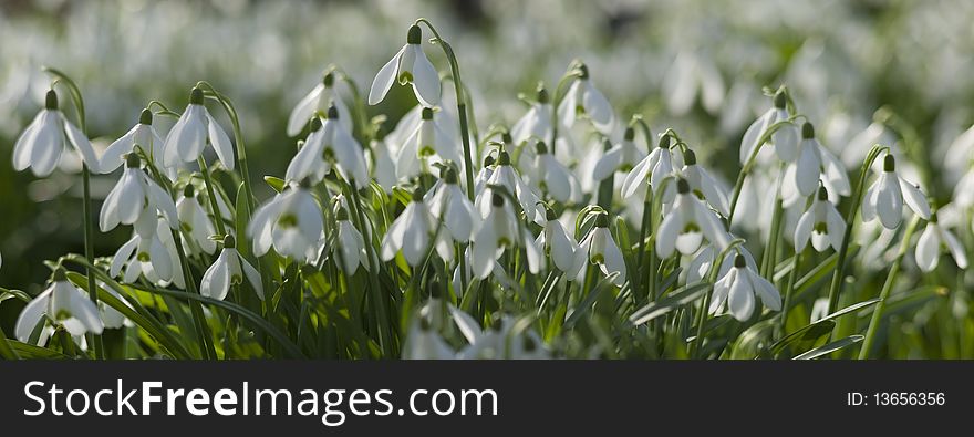 Field with common white dnowdrops. Field with common white dnowdrops