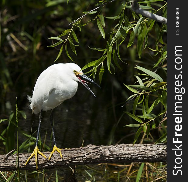 Snowy Egret (egretta Thula)