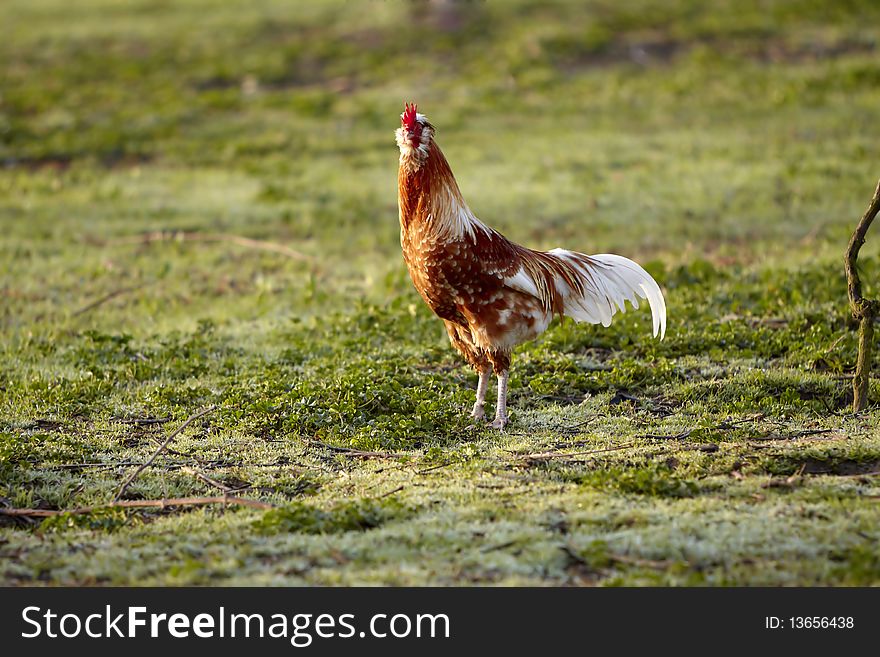 Brown white Cock in pose in the Grass Field