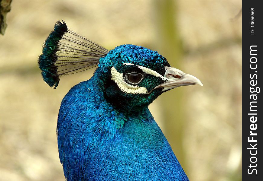 Beautiful blue Peacock in the spring