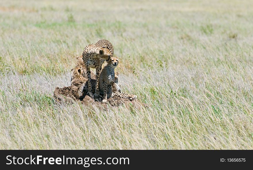 Cheetah With Cubs