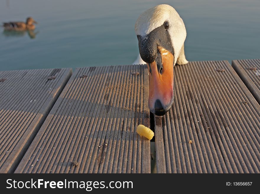 Hungry swan