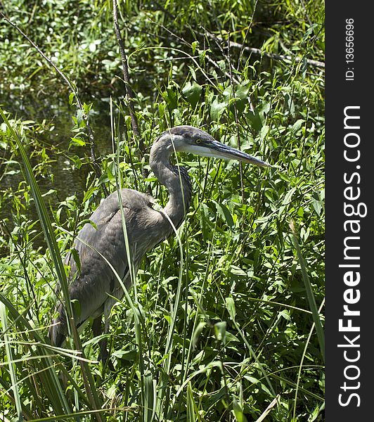 Great blue heron wades in the marshes of the everglades. Great blue heron wades in the marshes of the everglades