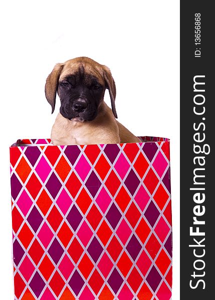 Young English Mastiff puppy in a big colorful Christmas present box. Young English Mastiff puppy in a big colorful Christmas present box.