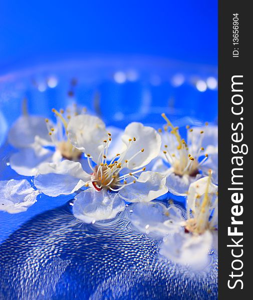 Flowers floating in water