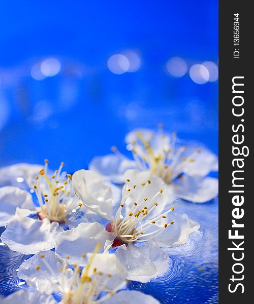 Flowers of apricot in water