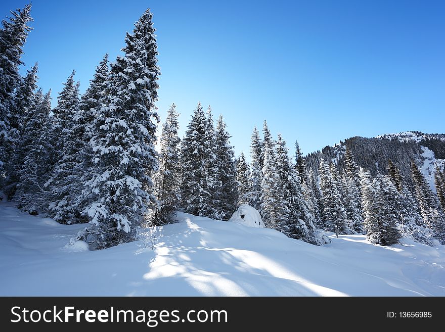 Beautiful wood landscape in the winter