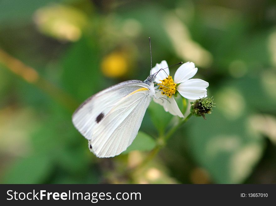 A butterfly (small cabbage white/ pieris rapae) . Photo taken:2010/03/21 location: Fung Yuen, Hong Kong. A butterfly (small cabbage white/ pieris rapae) . Photo taken:2010/03/21 location: Fung Yuen, Hong Kong