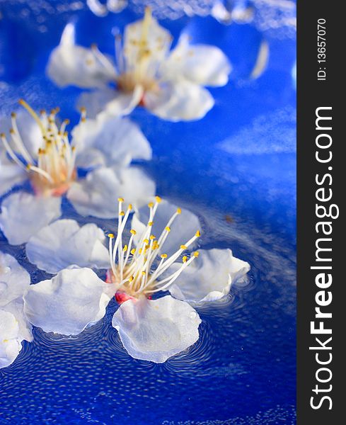 Flowers of apricot floating in water.