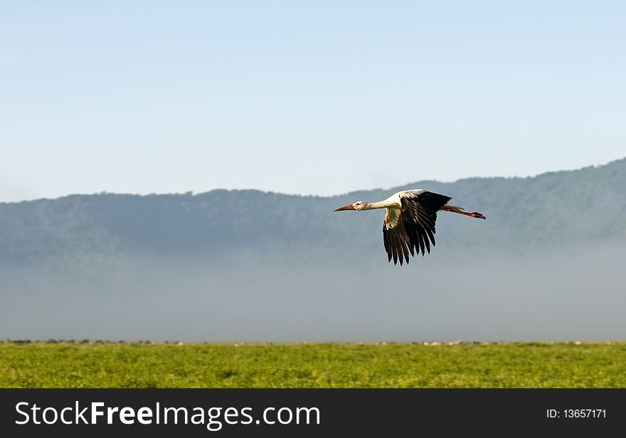 A white wild stork flying in Ngorongoro crater in africa