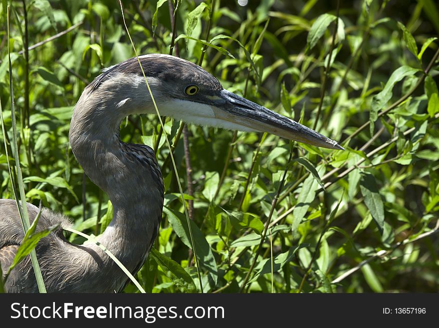 Great blue heron wades in the marshes of the everglades. Great blue heron wades in the marshes of the everglades