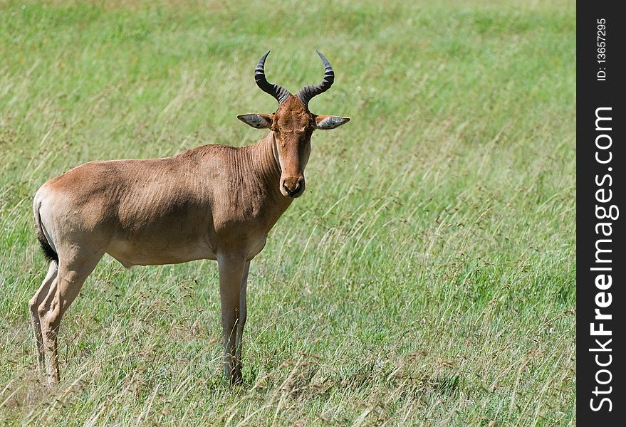 A hartebeest in the wild