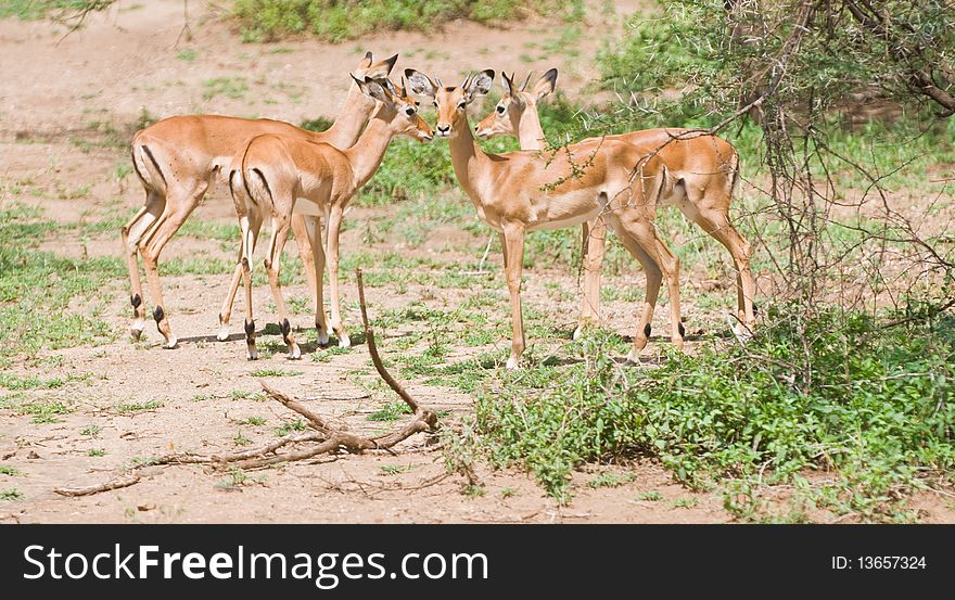 A group of female impalas