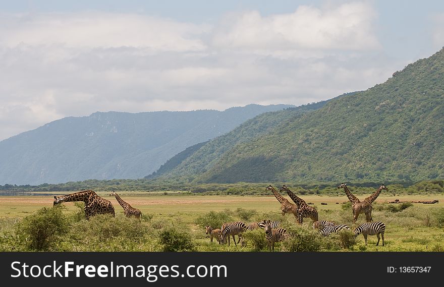 A giraffe eating in africa