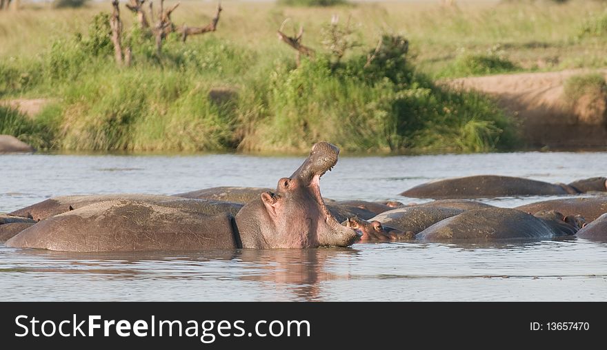 A group of hippos in the water