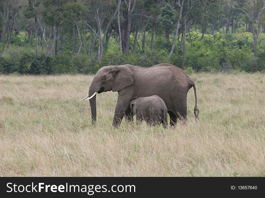 Elefant mother and cub walking through Serengeti NP. Elefant mother and cub walking through Serengeti NP