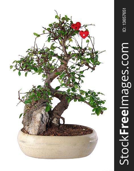 Bonsai with two hearts decoration