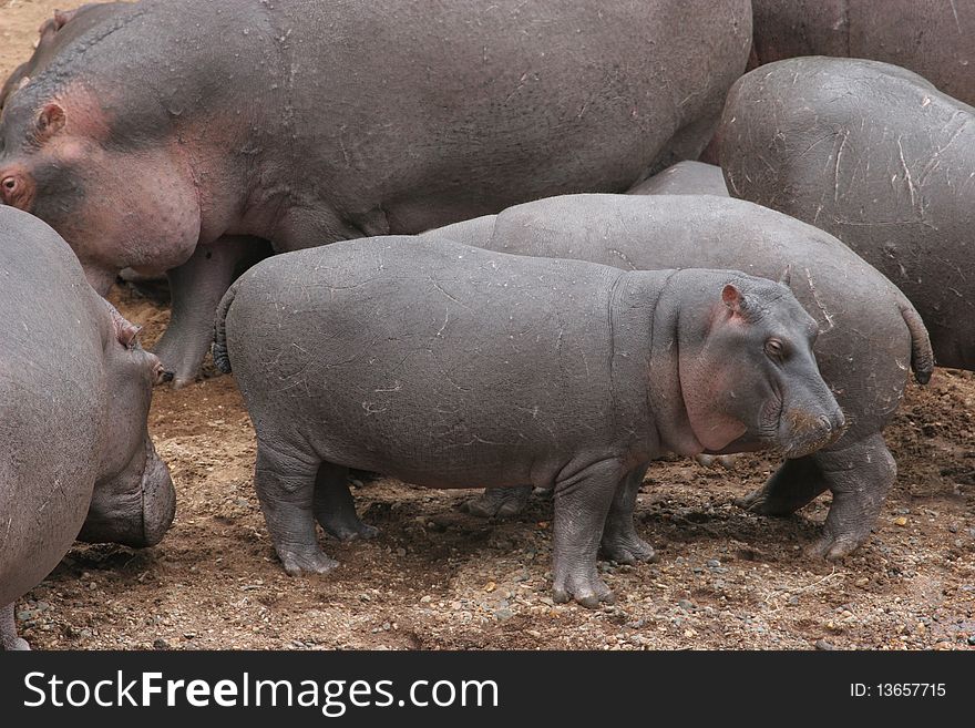 Herd of Hippos on river bank in Masai Mara National Park