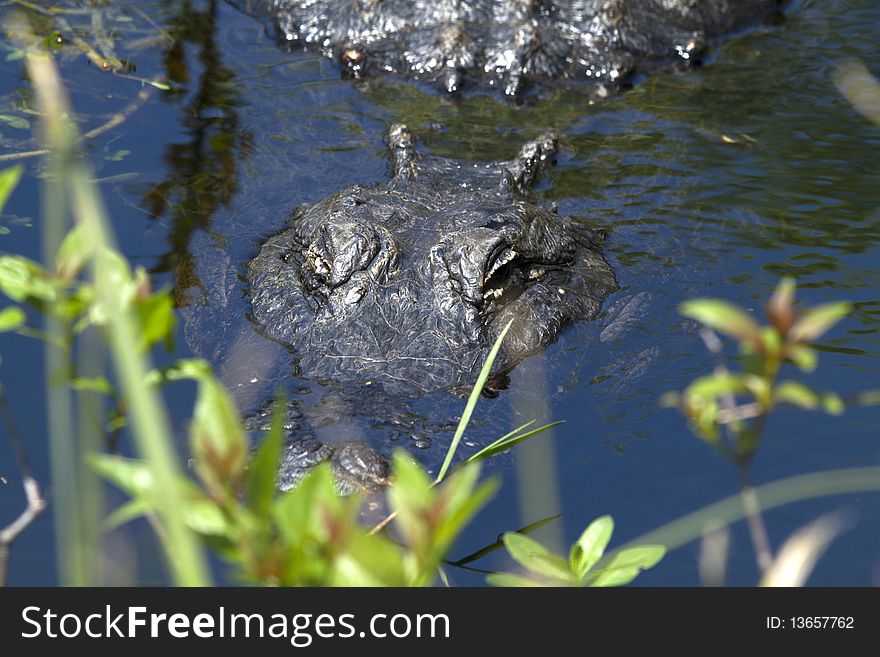 An alligator rests in the marsh in the everglades of Florida. An alligator rests in the marsh in the everglades of Florida